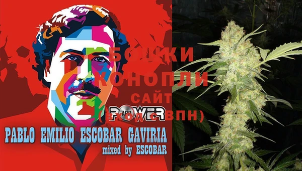 прущие грибы Алзамай